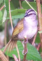 Black-striped Sparrow - Photo copyright Richard Garrigues