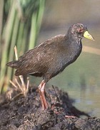 Black Crake - Photo copyright David and Nancy Massie