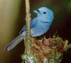 Black-naped Monarch - Photo copyright Christian Artuso