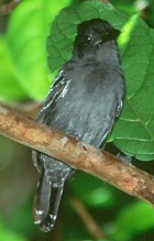 Blackish-grey Antwshrike - Photo copyright Arthur Grosset