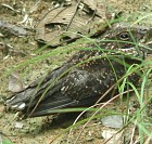 Blackish Nightjar - Photo copyright Pascal Dubois