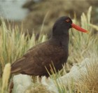Blackish Oystercatcher - Photo copyright Eric Van Poppel