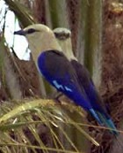 Blue-bellied Roller - Photo copyright John Parr