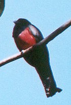 Blue-crowned Trogon - Photo copyright Trevor Feltham