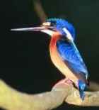 Blue-eared Kingfisher - Photo copyright Christian Artuso