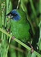 Blue-faced Parrotfinch - Photo copyright Hans and Judy Beste