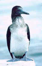 Blue-footed Booby - Photo by Martin Reid