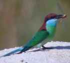 Blue-throated Bee-eater - Photo copyright Laurence Poh