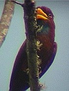 Blue-throated Roller - Photo copyright Teus Luijendijk
