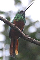 Bluish-fronted Jacamar - Photo copyright Arthur Grosset