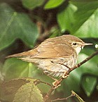 Blyth's Reed-warbler - Photo copyright David Massie