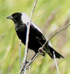 Bobolink - Photo copyright Bill Schmoker