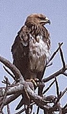 Booted Eagle - Photo copyright Ron Eggert