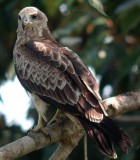 Brahminy Kite - Photo copyright Laurence Poh