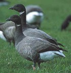 Brant Geese - Photo copyright Ivan Steenkiste