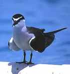 Bridled Tern - Photo copyright Stefan Tewinkel