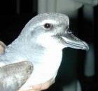 Broad-billed Prion - Photo copyright Trevor Quested