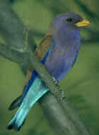 Broad-billed Roller - Photo copyright Birdlife On-line Magazine