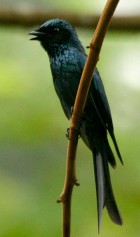 Bronzr Drongo - Photo copyright Sujan Chatterjee