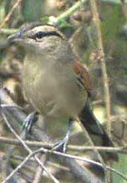 Brown-crowned Tchagra - Photo copyright Don Roberson