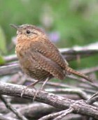 Brown-throated Wren - Photo copyright Manuel Grosselet