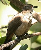 Brown Babbler - Photo copyright Ben van den Broek