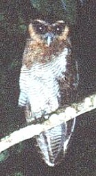 Brown Wood-Owl - Photo copyright Anke Poggel