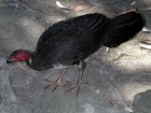 Brush Turkey - Photo copyright Trevor Quested