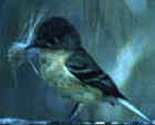 Buff-breasted Flycatcher - Photo copyright Bob O'Brien