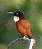 Buff-throated Sunbird - Photo copyright Tropical Birding