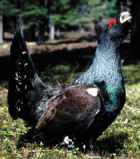 Capercaillie - Courtesy of Shetland Wildlife Tours