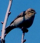 Chiffchaff - Photo copyright Erik Kleyheeg