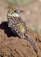 D'Arnaud's Barbet - Photo copyright John Parr