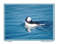 Bufflehead - Photo copyright Don DesJardin