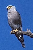 Dickinson's Kestrel - Photo copyright Ron Eggert