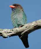 Dollarbird - Photo copyright Laurence Poh