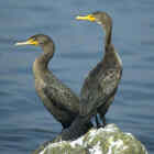 Double-crested Cormorant - highest breeding density - Photo copyright Don DesJardin