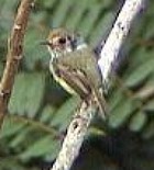 Eared Pygmy-Tyrant - Photo copyright Teus Luijendijk