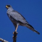 Eastern Chanting-Goshawk - Photo copyright Eric Van Poppel