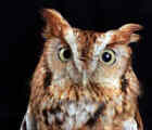 Eastern Screech Owl - Photo copyright Oleg Volk