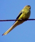 Elegant Parrot - Photo copyright Wim van der Schot