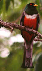 Elegant Trogon - Photo copyright David J. L'Hoste