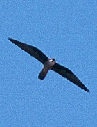 Eleonora's Falcon - Photo copyright Guido Band