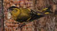 Eurasian Siskin - Photo copyright Eric Kleyheeg