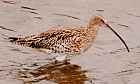 Eurasian Curlew - Photo copyright Erik Kleyheeg