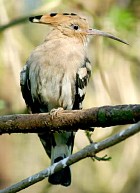 Eurasian Hoopoe - Photo copyright Frank Teigler