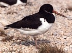 Eurasian Oystercatcher - Photo copyright Trevor Feltham