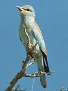 European Roller - Photo copyright Safaricamlive