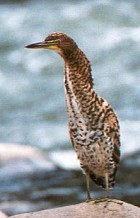 Fasciated Tiger-Heron - Photo copyright Trevor Feltham