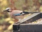 Eurasian Jay - Photo copyright Trevor Feltham